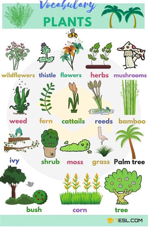 English Vocabulary for Plants - ESLBuzz Learning English | English vocabulary, Plants vocabulary ...