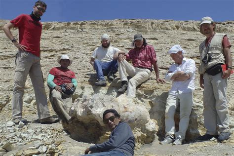 "Perucetus colossus", el animal más pesado de la Tierra, habitó en el Perú| Galería Fotográfica ...