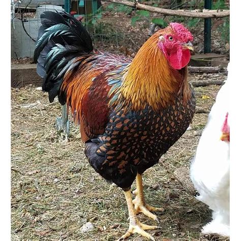 Cackle Hatchery Black Laced Golden Wyandotte Chicken - 117M | Blain's ...