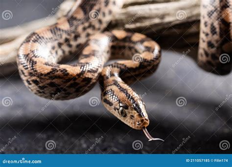 Python Snake with the Tongue Out in Studio Stock Image - Image of pink ...