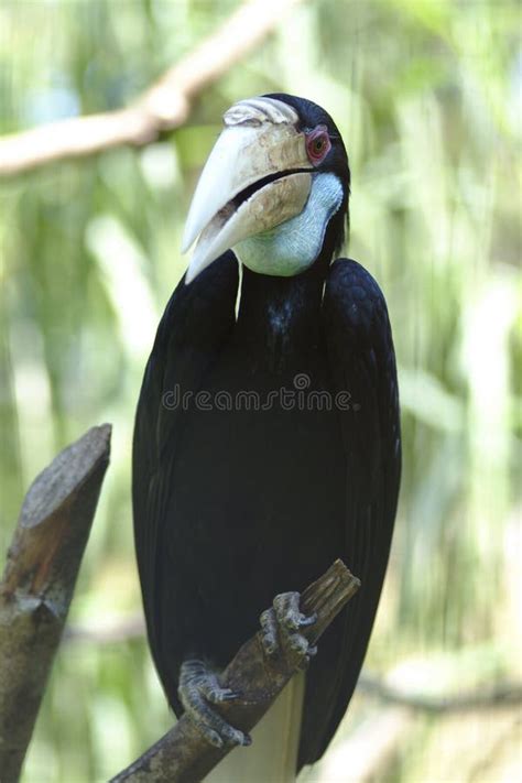 Female Wreathed Hornbill, Sarawak Stock Photo - Image of feather, bird ...