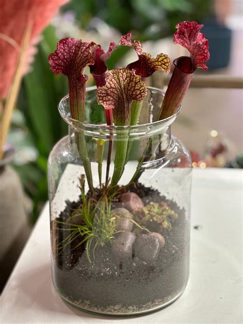 Carnivorous Plant Terrarium Workshop Tuesday 26th March 2024 – The Every Space