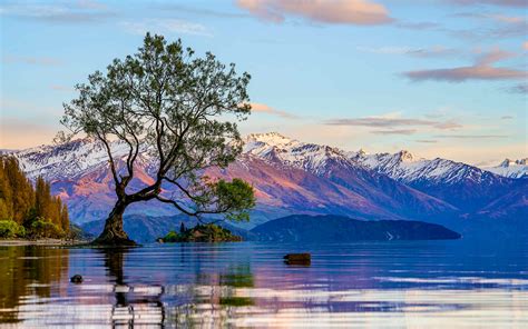 How you can help protect New Zealand’s most famous tree