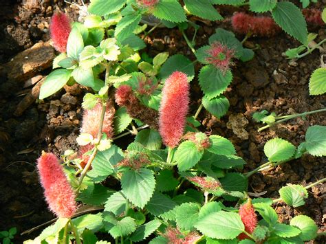 Chenille Plant | Euphorbiaceae (castor, euphorbia, or spurge… | Flickr