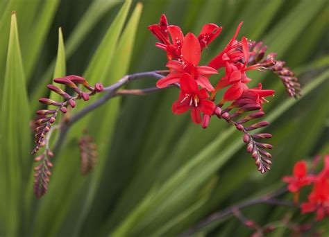 Crocosmia Planting Tips - When And How To Plant Crocosmia Bulbs ...