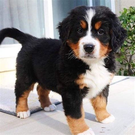 Miniature Bernese Mountain Dog Puppies