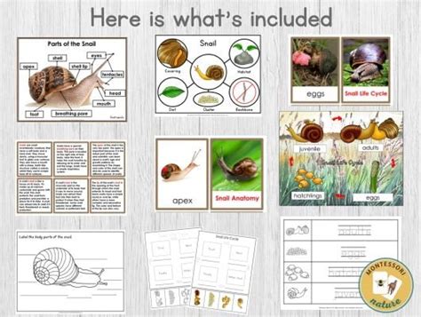 Parts of a Snail Life Cycle Facts Pack - Montessori Nature Printables