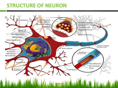 classification of nerve fibers