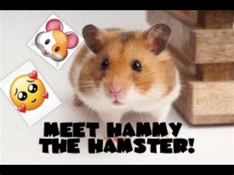 Meet Hammy The Hamster! 🐹🐹 - YouTube