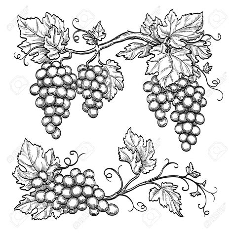 Grape Vine Drawing at GetDrawings | Free download