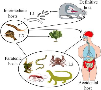 The life cycle of Angiostrongylus cantonensis. Rat definitive hosts ...