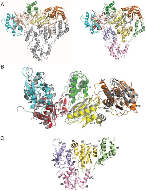 Research Reveals Structure Of Human Endogenous Reverse Transcriptase - TrendRadars