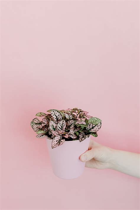 Pink Polka Dot Plant Care Guide - The Homey Space
