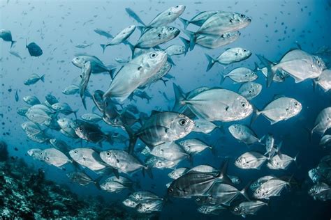 What would increasing marine protected areas mean for fishing? | World ...