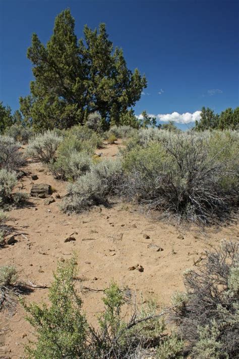 Central Oregon High Desert stock image. Image of great - 24780329