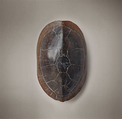 Aquatic Turtle Shell Dark Brown - Medium | Aquatic turtles, Turtle shell, Ancient animals