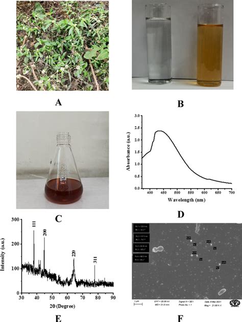 A In vivo grown plant of Alternanthera sessilis in Prakriti garden... | Download Scientific Diagram