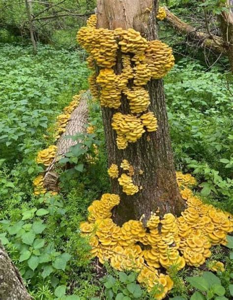 Foraging Golden Oyster Mushrooms (Pleurotus citrinopileatus)