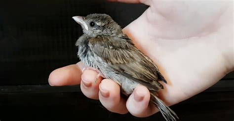 What To Do With An Injured Bird? - The Worlds Rarest Birds