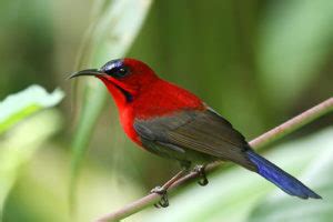 Crimson Sunbird : National bird of Singapore | Interesting Facts