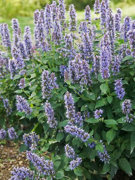 Agastache 'Blue Fortune' 6" Pot - Hello Hello Plants