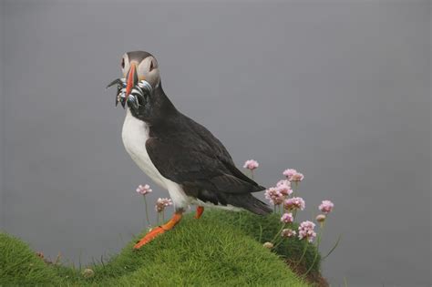 Fair Isle: Puffin beak loaded full of fish... photographed in the fog.