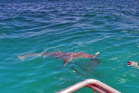 Copper Shark at the Surface Stock Photo - Image of water, carcharhinus: 138236044