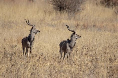 Premium Photo | Photo of animals antelope grassland