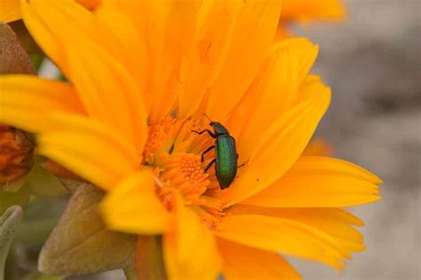 Namaqua National Park | Wild Safari Guide | South Africa