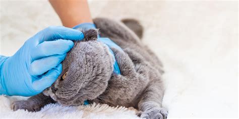 Cat Ear Mites: Causes, Symptoms & Treatment: A Simple (But Complete) Guide - Kitty's Care Vet Clinic