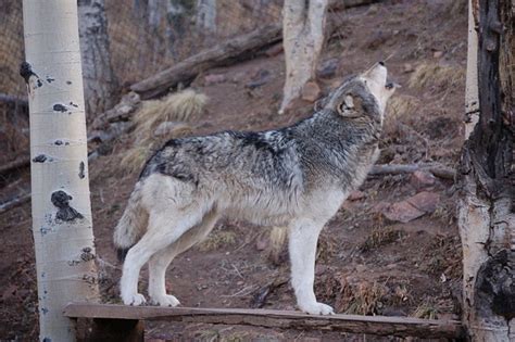 Wolf Sanctuary – Colorado, USA « The Touch of Sound