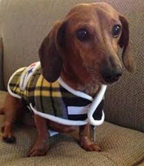 Miniature Dachshund Dog Breed Information, Images, Characteristics, Health