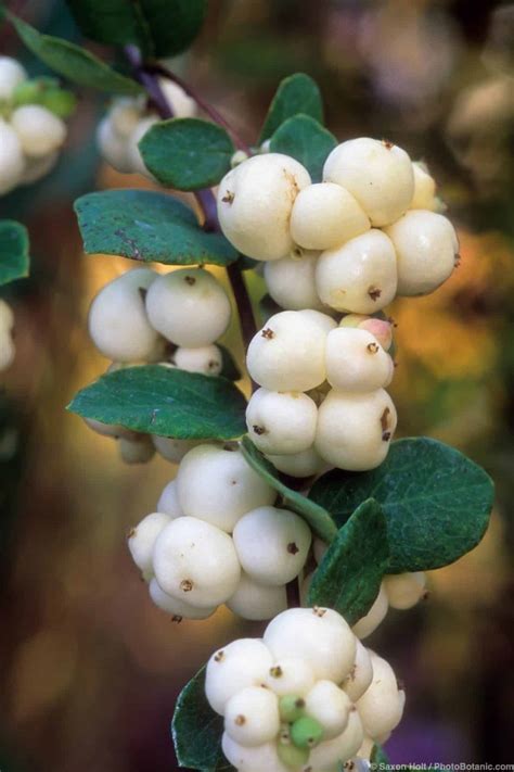 Snowberry - Summer-Dry | Celebrate Plants in Summer-Dry Gardens