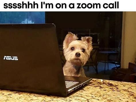 Meme-Zoom-call-1 – Campbell Page