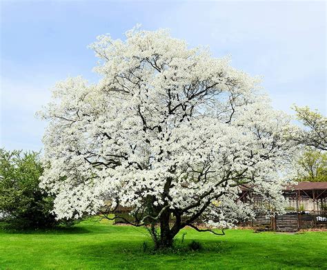 1 White Flowering Dogwood Tree Seedling for Planting - Walmart.com