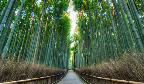 Arashiyama Bamboo Grove (Kyoto) - Tourist in Japan