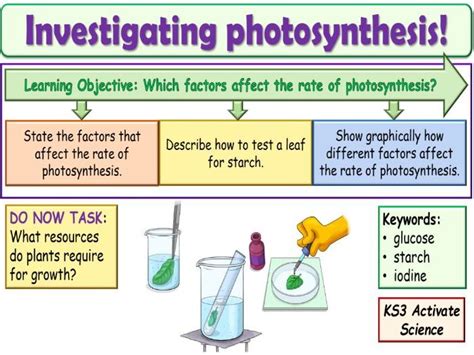 Investigating photosynthesis KS3 Activate Science | Teaching Resources