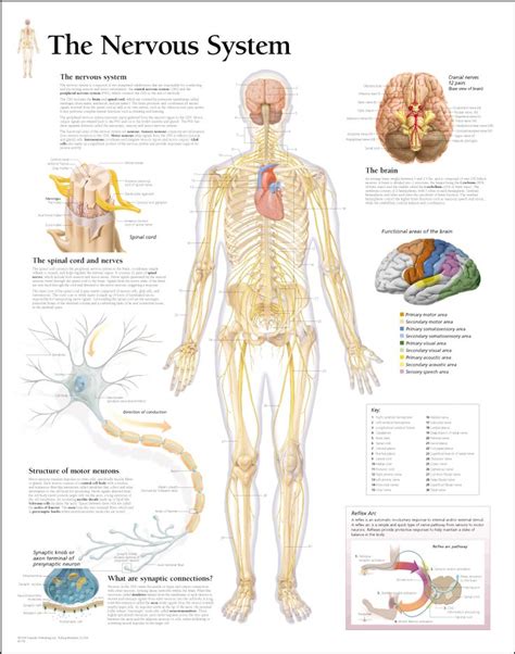 medical chart female spine charts and female nervous system charts ...