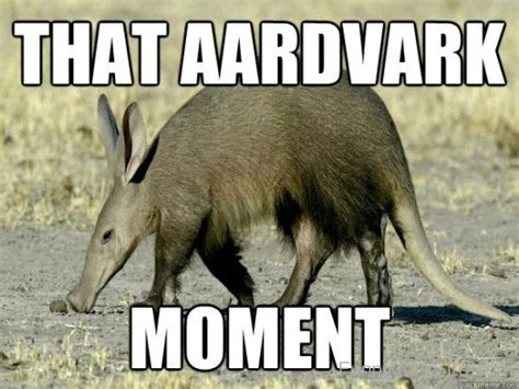 Funny Aardvark Pictures » That Aardvark Moment