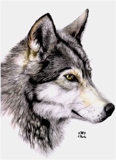 Watercolor wolf by ManiaAdun on DeviantArt