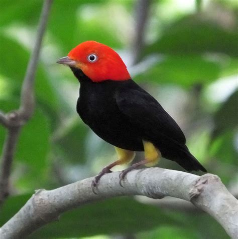 5 Reasons Why Birding in Panama is Incredible! – BirdingFieldGuides Blog