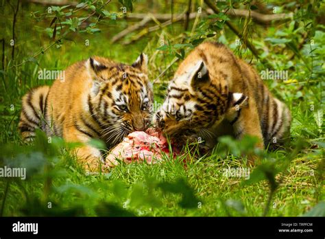 Tiger cub eating hi-res stock photography and images - Alamy