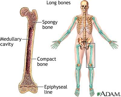 Long bones: MedlinePlus Medical Encyclopedia Image