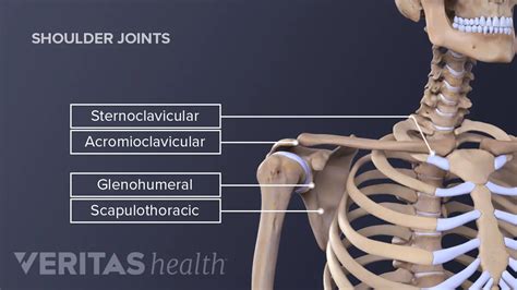 Shoulder Joint Muscles