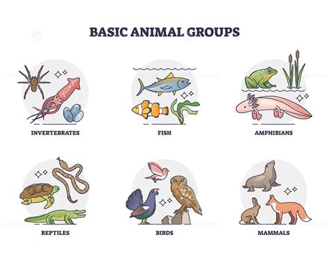 Basic animal groups and biological nature categories division outline diagram - VectorMine