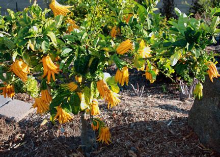 Buddha Hand Citron: growing this amazing tree - TastyLandscapeTastyLandscape