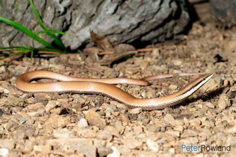 Burton's Legless Lizard - Peter Rowland Photographer & Writer