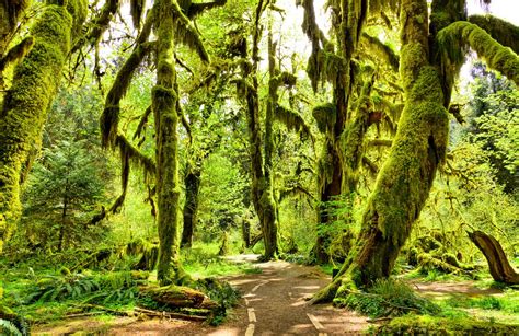 Easy Hoh Rainforest Hikes in Olympic National Park • Making Family Travel Manageable