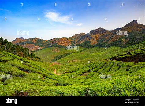 View from Kolukkumalai Tea Estate (World's Highest Tea Estate Stock Photo - Alamy