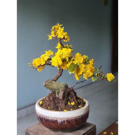 Mai Vàng Mini Bonsai để bàn | Shopee Việt Nam